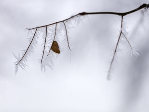 Превью обои ветка, листок, иней, лед, зима