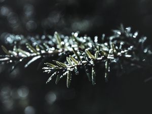 Превью обои ветка, макро, растение, размытость