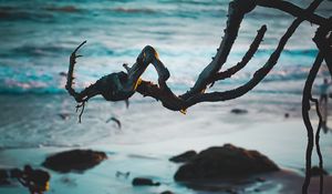 Превью обои ветка, пляж, море, вода, песок