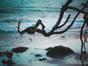 Превью обои ветка, пляж, море, вода, песок