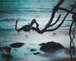 Превью обои ветка, пляж, море, вода, песок
