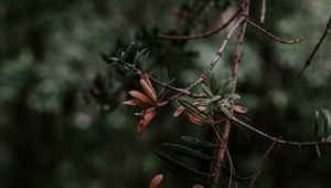 Превью обои ветка, растение, размытость, зеленый
