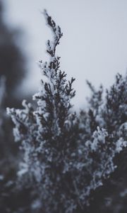 Превью обои ветка, снег, иней