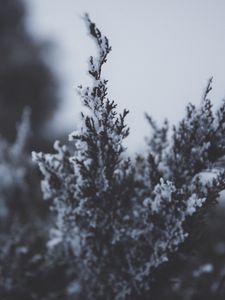 Превью обои ветка, снег, иней