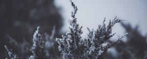 Превью обои ветка, снег, иней