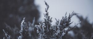 Превью обои ветка, снег, иней