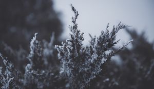 Превью обои ветка, снег, иней