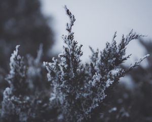 Превью обои ветка, снег, иней