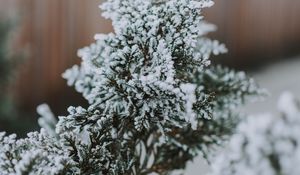 Превью обои ветка, снег, макро, хвоя