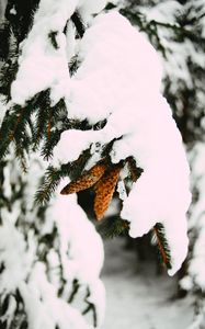 Превью обои ветка, снег, шишки, ель, зима