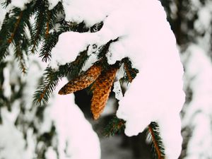 Превью обои ветка, снег, шишки, ель, зима