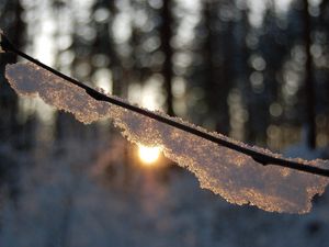 Превью обои ветка, снег, свет, блики, лес