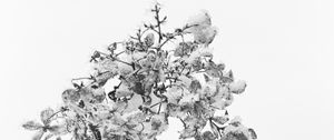 Превью обои ветка, сухой, снег, макро, черно-белый, белый