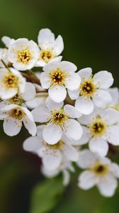 Превью обои ветка, цветы, лепестки, листья, природа