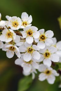 Превью обои ветка, цветы, лепестки, листья, природа