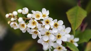 Превью обои ветка, цветы, лепестки, листья, природа