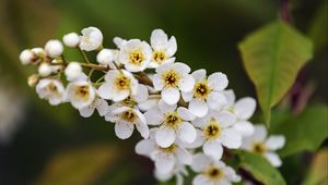 Превью обои ветка, цветы, лепестки, листья, природа