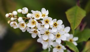 Превью обои ветка, цветы, лепестки, листья, природа