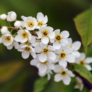 Превью обои ветка, цветы, лепестки, листья, природа