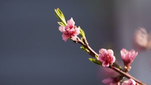 Превью обои ветка, цветы, розовый, макро, растение