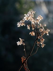 Превью обои ветка, цветы, сухой, свет, макро