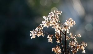 Превью обои ветка, цветы, сухой, свет, макро
