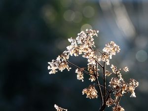 Превью обои ветка, цветы, сухой, свет, макро