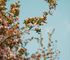 Превью обои ветка, цветы, весна, небо, цветение