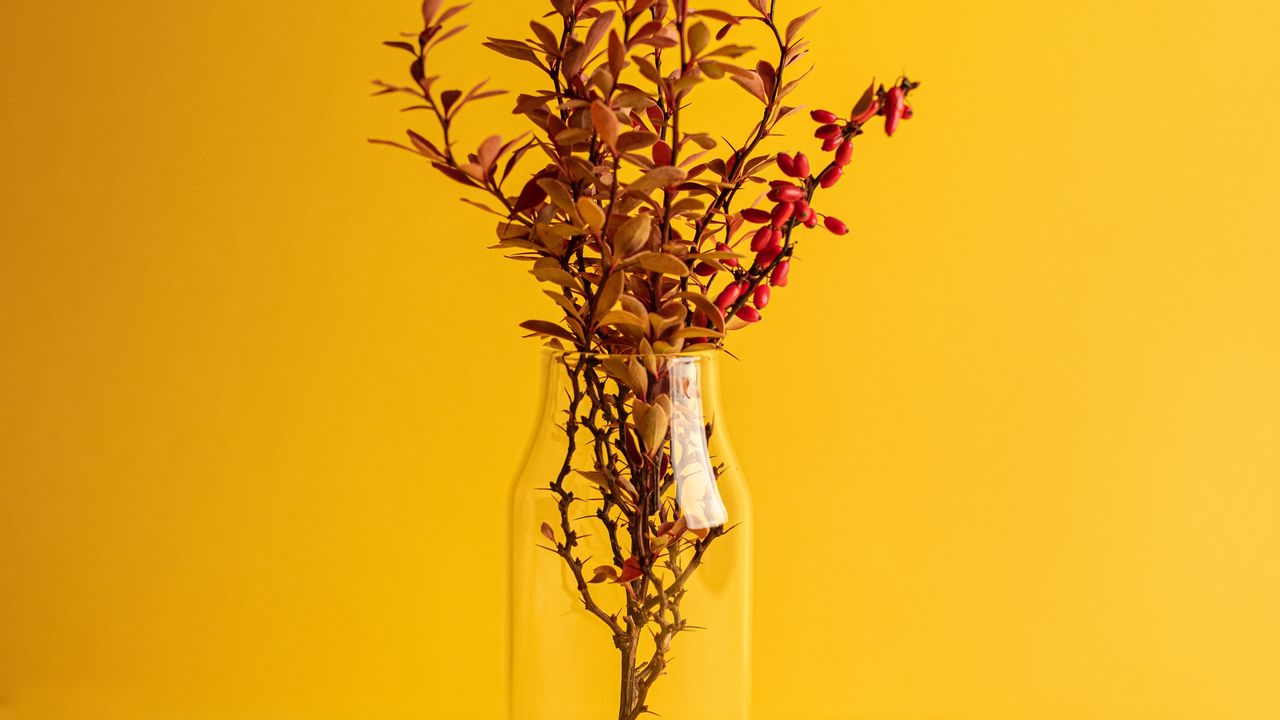 Обои ветка, ваза, минимализм, желтый