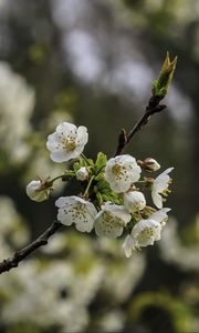 Превью обои ветка, вишня, цветы, лепестки, макро