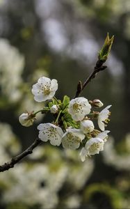 Превью обои ветка, вишня, цветы, лепестки, макро