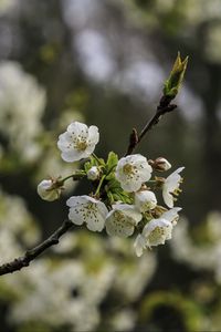 Превью обои ветка, вишня, цветы, лепестки, макро