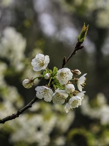 Превью обои ветка, вишня, цветы, лепестки, макро