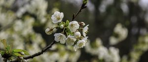 Превью обои ветка, вишня, цветы, лепестки, макро