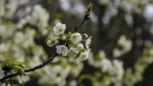 Превью обои ветка, вишня, цветы, лепестки, макро