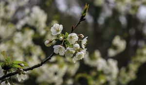 Превью обои ветка, вишня, цветы, лепестки, макро