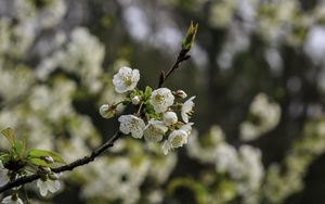 Превью обои ветка, вишня, цветы, лепестки, макро