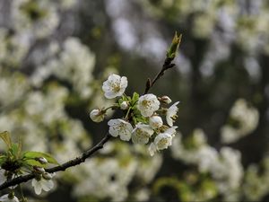 Превью обои ветка, вишня, цветы, лепестки, макро