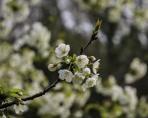 Превью обои ветка, вишня, цветы, лепестки, макро