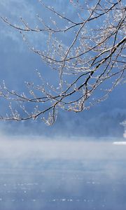 Превью обои ветка, вода, дерево, зима