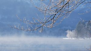 Превью обои ветка, вода, дерево, зима