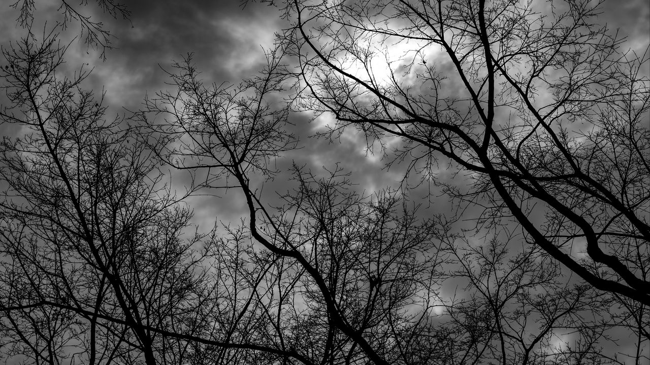 Обои ветки, чб, деревья, небо, мрачный, облака