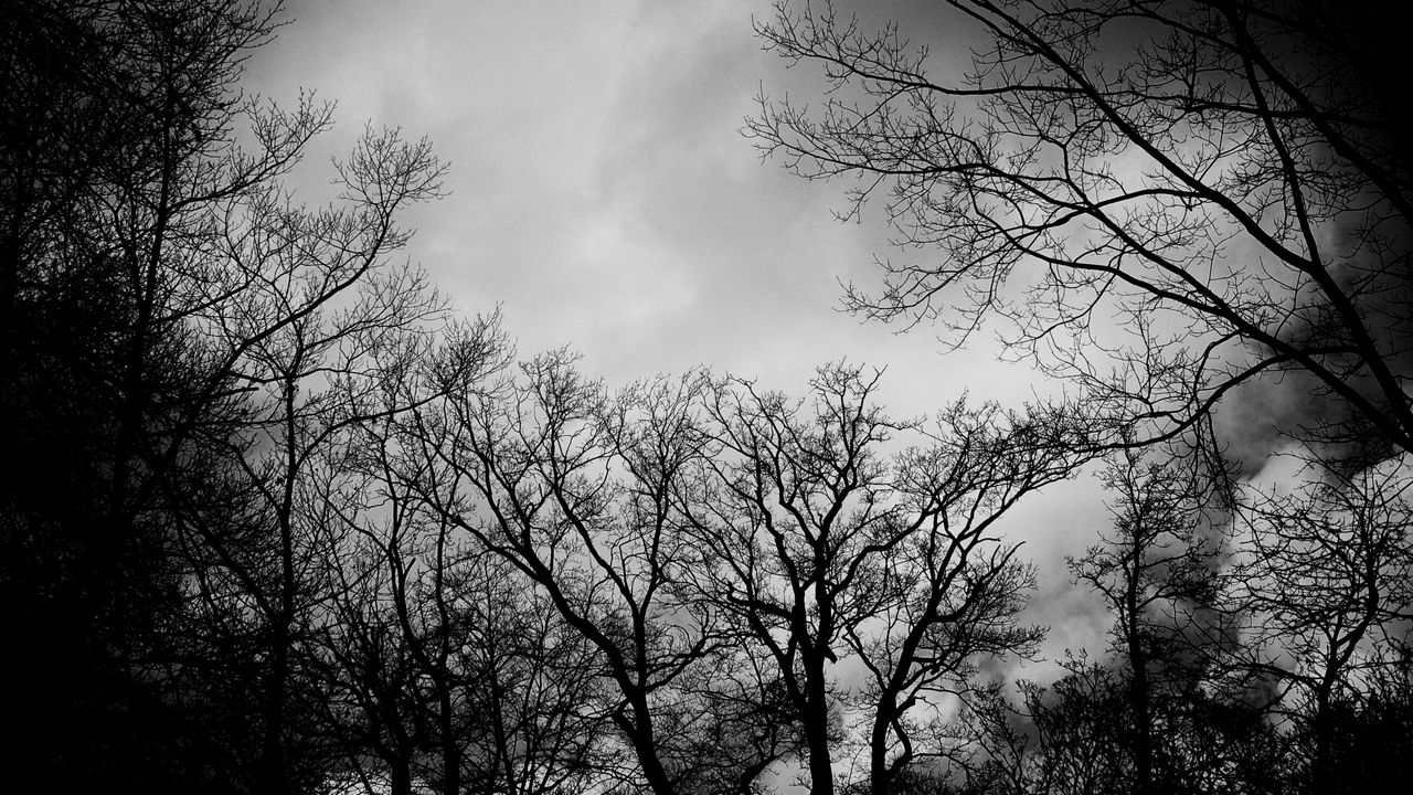 Обои ветки, чб, деревья, облака, темный, мрачный