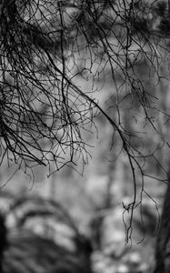 Превью обои ветки, чб, природа