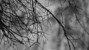Превью обои ветки, чб, природа