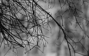 Превью обои ветки, чб, природа