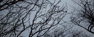 Превью обои ветки, чб, вид снизу, небо, серый