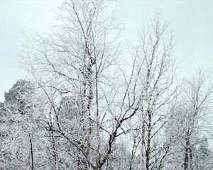 Превью обои ветки, деревья, кроны, снег, иней