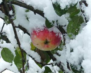 Превью обои ветки, дерево, яблоко, снег, листья