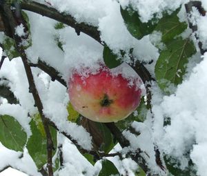 Превью обои ветки, дерево, яблоко, снег, листья